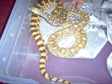 02 sonoran
