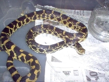 male kankakee