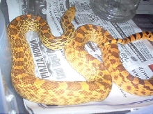 03 male crumbley