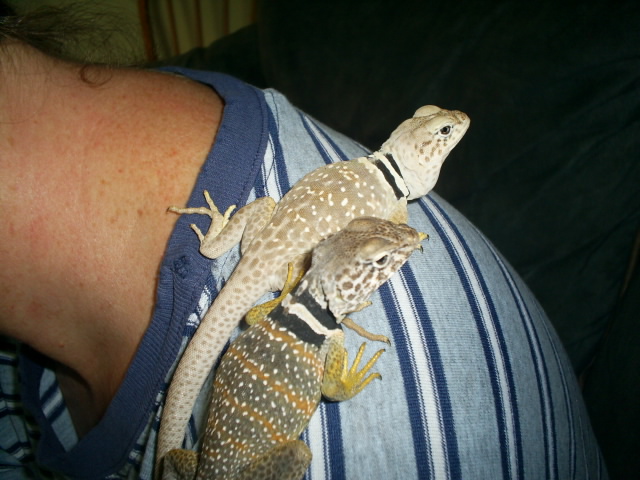 My little ones!!! Lucy and Zeus.