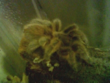 Chuck