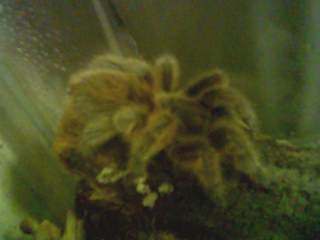 Chuck
