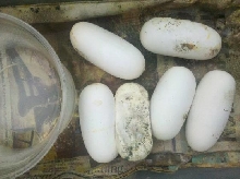 2011 bullsnake eggs