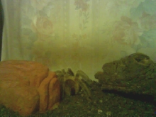 Hiding