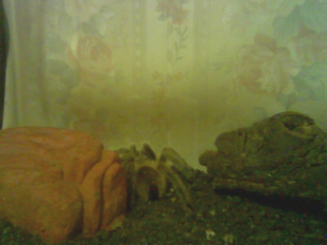 Hiding