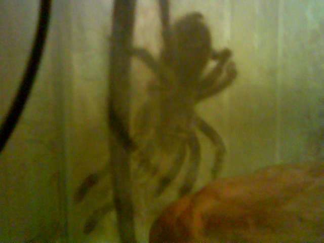 Side of Cage