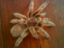 Nice picture of Chuck