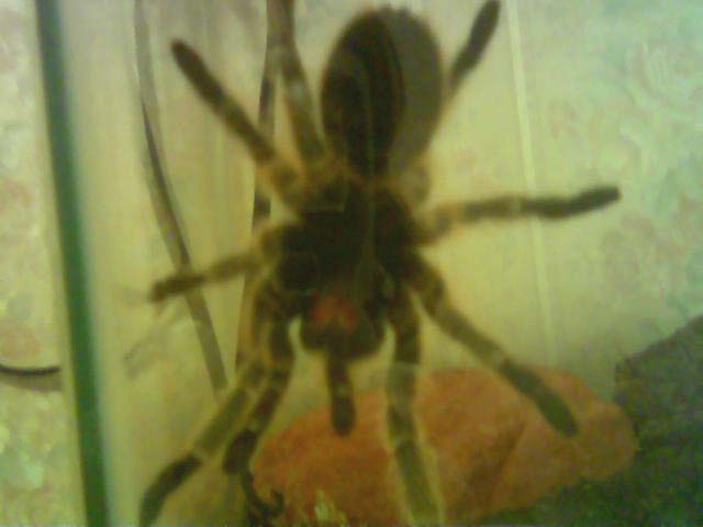 Underside of Chuck