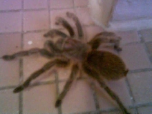 Chuck on floor