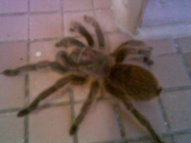 Chuck on floor