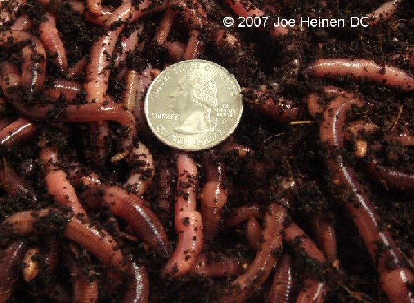 european nightcrawlers