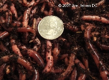 european nightcrawlers