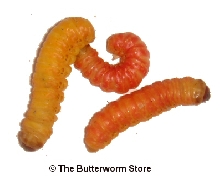 Butterworm 1