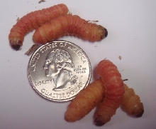 Butterworm 2