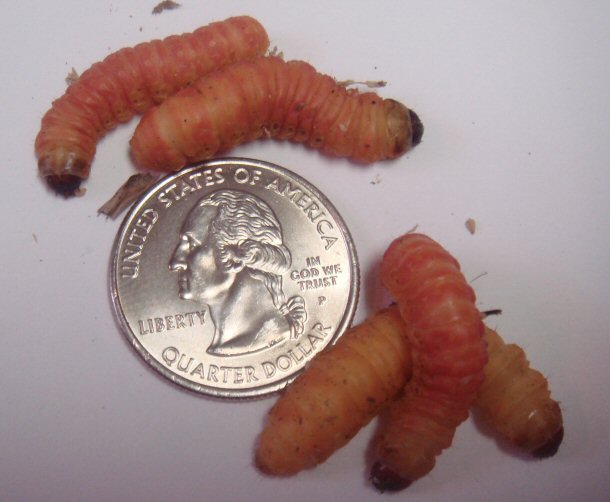 Butterworm 2
