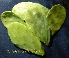 Cactus Pads