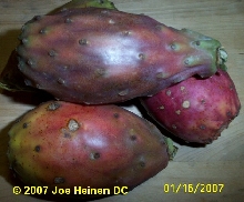 Catus fruit
