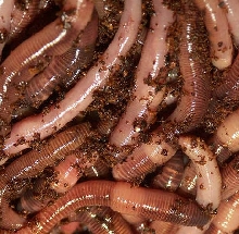 european nightcrawlers