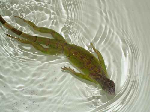 Jaden swimming