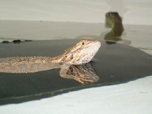Karma and Jaden bathing