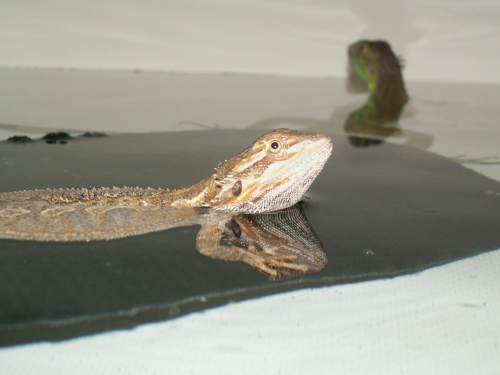 Karma and Jaden bathing