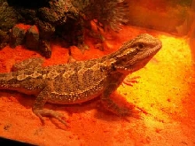 Karma Basking