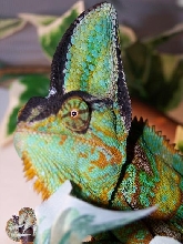 veiled Male