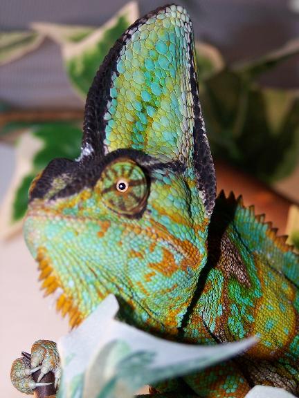 veiled Male