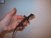 Gonocephalus grandis