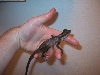 Gonocephalus grandis