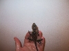 Gonocephalus grandis