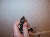 Gonocephalus grandis