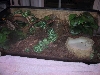 Gonocephalus grandis tank