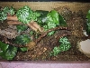 Gonocephalus grandis tank