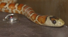 juvenile Chihuahua Mountain Kingsnake