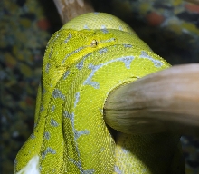 GTP resting comfortably