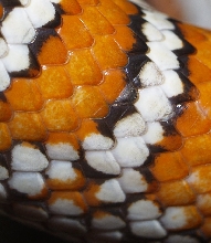 Knoblochi scales