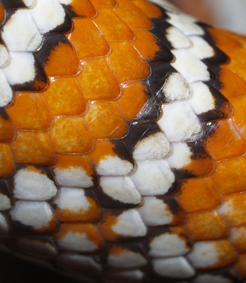 Knoblochi scales