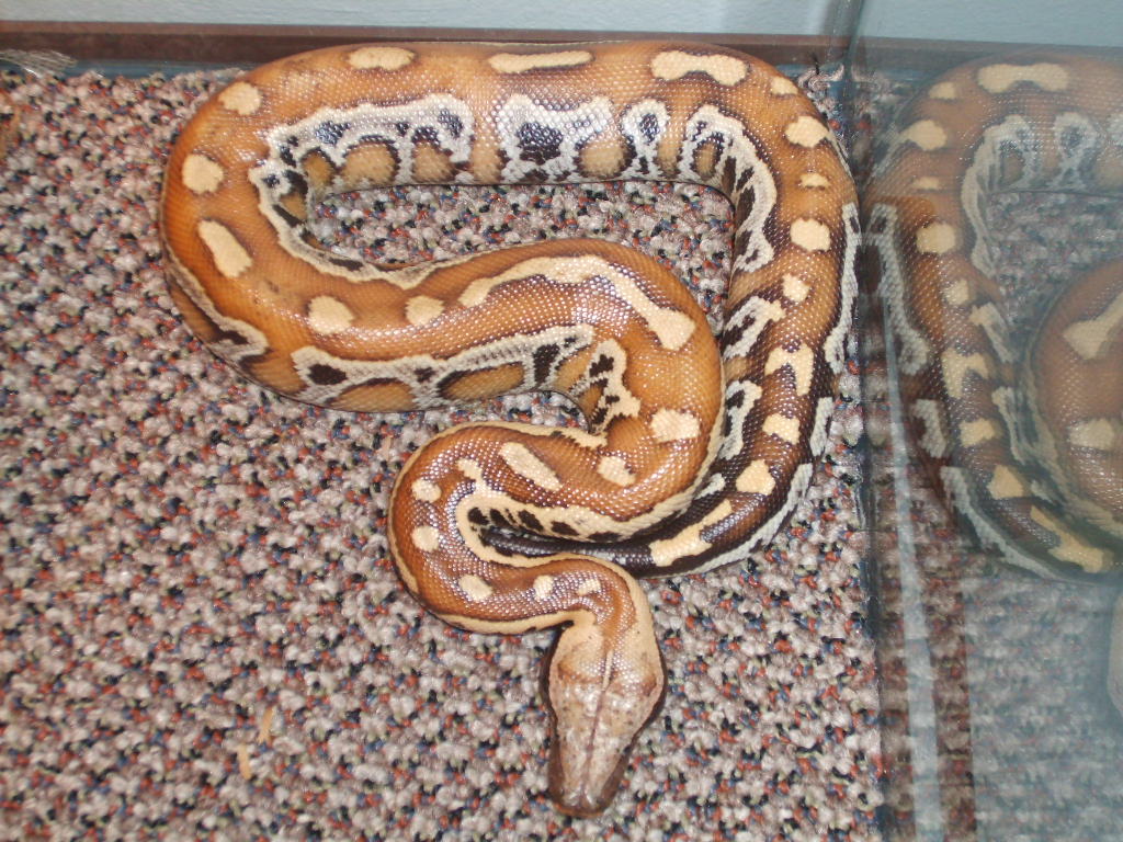 late '06 female (Peanut)