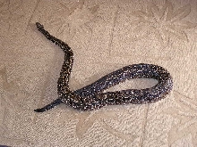 Argentine  boa constrictor whole length of snake crossed