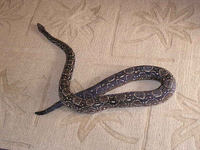 Argentine  boa constrictor whole length of snake crossed