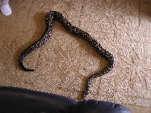 Argentine  boa constrictor whole length of snake