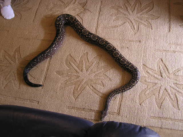 Argentine  boa constrictor whole length of snake