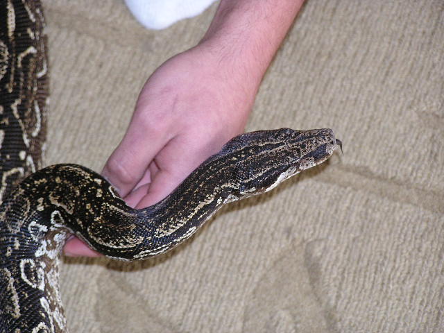 Argentine  boa constrictor top down head pic