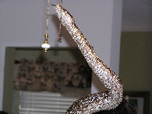 Argentine  boa constrictor pure bred underneath