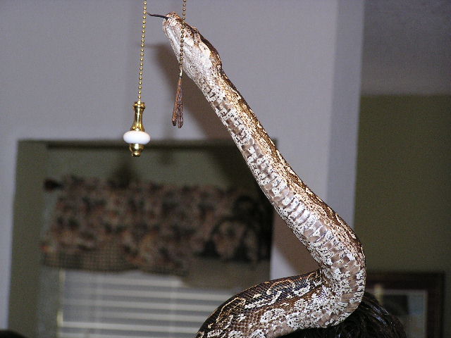 Argentine  boa constrictor pure bred underneath