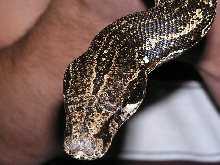 Argentine  boa constrictor head pic left side