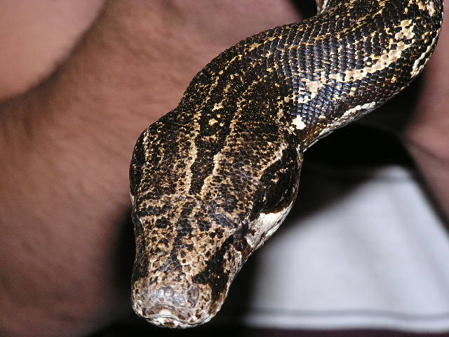 Argentine  boa constrictor head pic left side