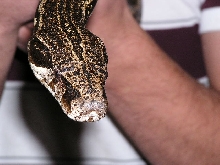 Argentine boa constrictor head pic right side