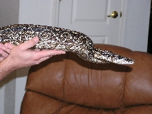 Argentine  boa  holding from neck near chair